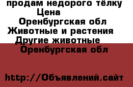 продам недорого тёлку › Цена ­ 30 000 - Оренбургская обл. Животные и растения » Другие животные   . Оренбургская обл.